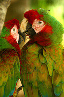 Xel-Ha, Macaws, V021115-0093a
