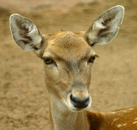 San Diego, Zoo, Deer030811-7875a
