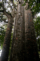 Waipoua Forest, Four Sisters, Giant Kauri V0734214