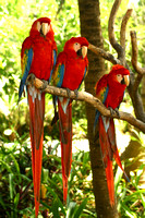 Xel-Ha, Macaws, V021115-0076a