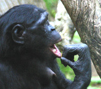 San Diego, Zoo, Chimpanzee030811-7985a