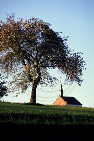 Scheildweiler, Church, Tree, a, V