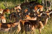 Kruger NP, Impala120-6475