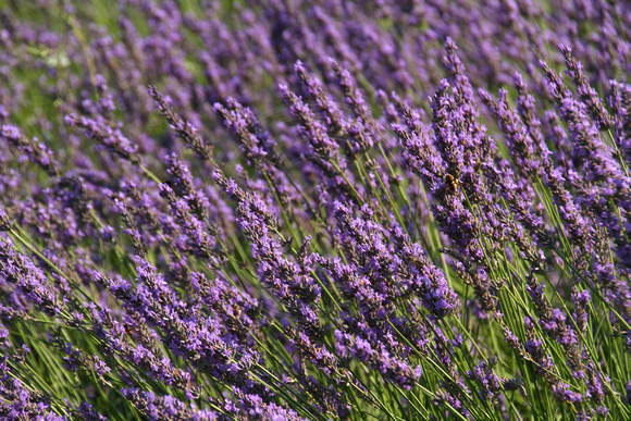 Avignon, Lavender0932838a