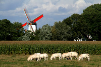 Oostkerke, Windmill1052173a
