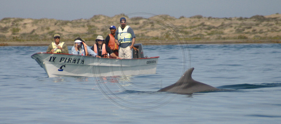 Bahia Magdalena, Dolphin030203-0973a