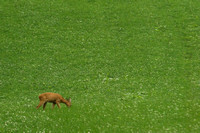 Bornholm, Countryside, Deer in Field1044914a