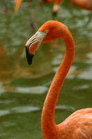 San Diego, Zoo, Flamingos, V030811-7579