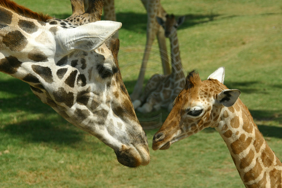 San Diego, Wild Animal Park, Giraffes, Mom and Baby030812-8225