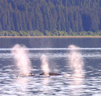 Icy Strait, Whales020707-4689a