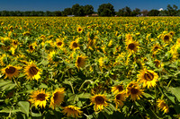 Colusa, nr, Sunflowers141-1405