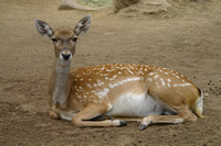 San Diego, Zoo, Deer030811-7867