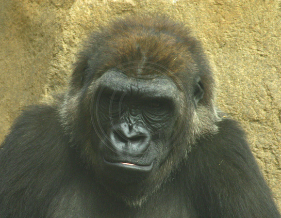 San Diego, Wild Animal Park, Gorilla030812-8142a