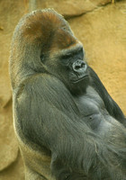 San Diego, Wild Animal Park, Gorilla, V030812-8184a