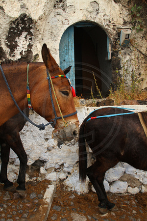 Santorini, Fira, Steps, Donkeys V1017656