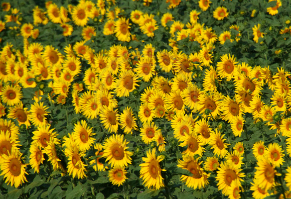 Avignon, nr, Sunflowers0932833a