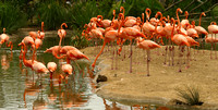 San Diego, Zoo, Flamingos030811-7572a