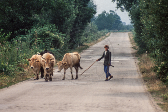 Macedonia, Kozjac, Cows in Rd S -8472