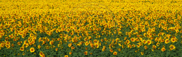 Avignon, nr, Sunflowers0932831a