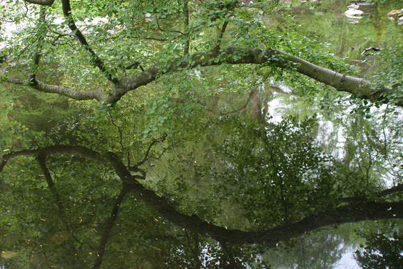 Vancouver, Stanley Park, Tree over Stream030601-1929