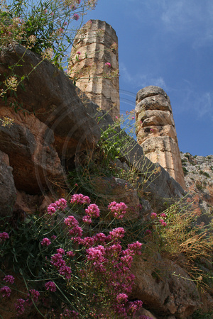 Delphi, Temple Ruins, Flowers V1019104