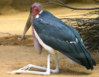 San Diego, Zoo, Bird030811-7666a