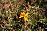 Pisaq, Flower140-0082