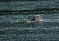Peril Strait, Orcas0819869a
