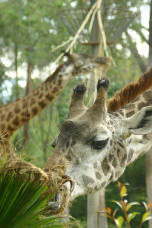 San Diego, Zoo, Giraffe, V030811-7852