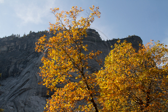 Yosemite NP, Autumn Foliage112-3555