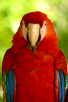 Xel-Ha, Macaw, V021115-0089