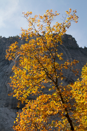 Yosemite NP, Autumn Foliage V112-3556