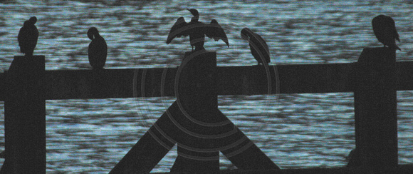 Kingston, Birds on Fence021229-0417a