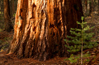 Calaveras Big Trees SP140-9136