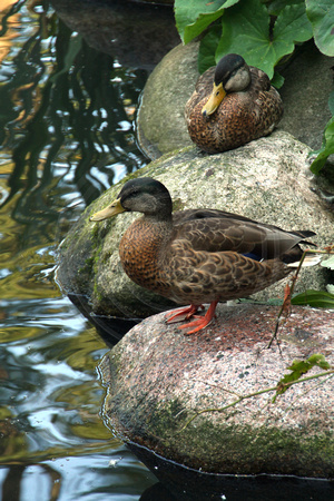 Kalmar, Park, Ducks V1045668a