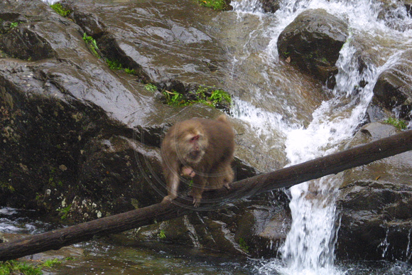 Tankou, Monkey Reserve, Branch020405-6181