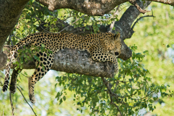 Kruger NP, Leopard120-6428