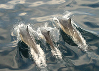 Sea of Cortes, Dolphins030218-2477a