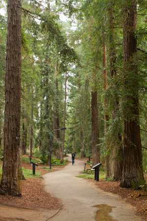 UC Davis, Arboretum, California Redwoods V112-3805
