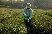 Okayama, Korakuen Garden, Worker, Tea Plants0621833