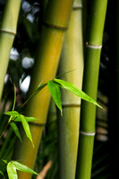 Okayama, Korakuen Garden, Bamboo V0834904