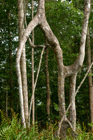 Rincon, Trees, V040122-9241