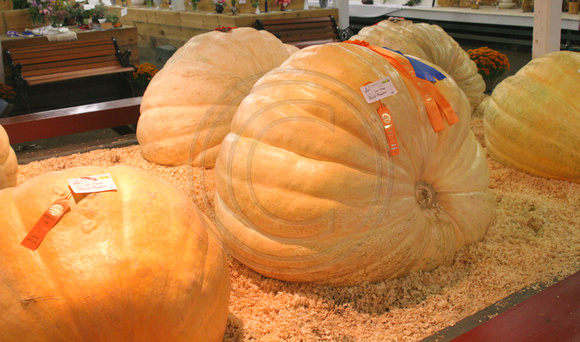 Rochester Fair, Giant Pumpkins0583754a