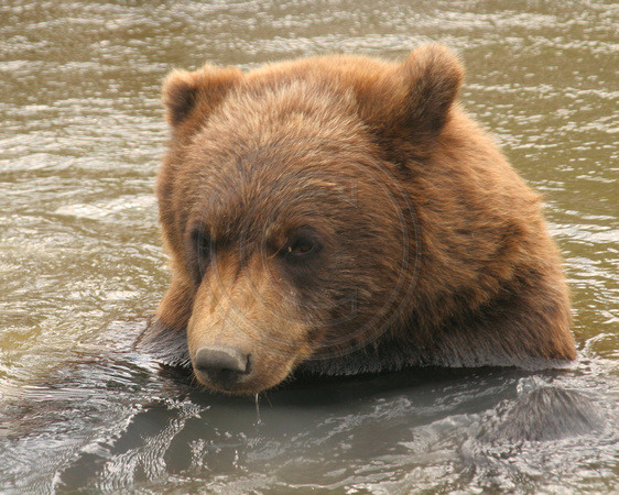 AWCC Brown Bear Cub0575394a