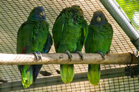 Roseau, Botanical Garden, Sisserou Parrots120-4362