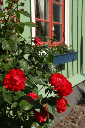 Kalmar, Flowers V1045608