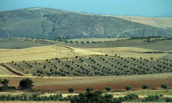Andalucia, Countryside, Rt A44 1034411a