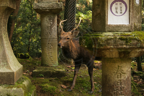 Nara, Kasuga Taisha Shrine, Deer0616875
