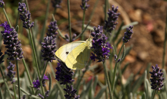 Crepon, Garden, Butterfly1038212b