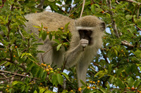 Kruger NP, Vervet Monkey120-7076